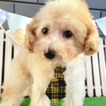 トイプードル(タイニー)【熊本県・男の子・2023年1月13日・アプリコット】の写真「両親共遺伝子病オールクリア✨大人しく落ち着てます。」