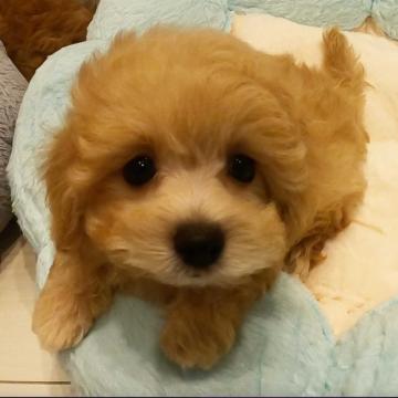 マルプー(マルチーズ×ティーカッププードル)【熊本県・女の子・2022年7月18日・アプリコット、ホワイト、クリーム、グラデーション】の写真「遺伝子病発症しません🥰お目々クリクリして超可愛い💕」