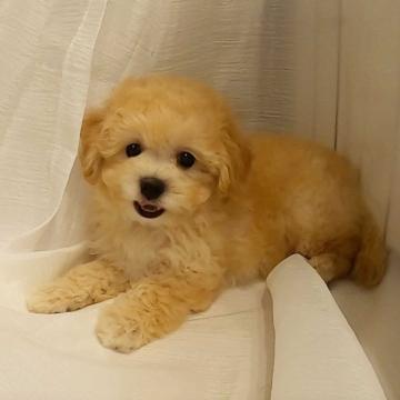 マルプー(マルチーズ×ティーカッププードル)【熊本県・女の子・2022年7月18日・アプリコット、ホワイト、クリーム、グラデーション】の写真「人気のマルプー💕お目々クリクリ✨賢い美人ちゃん🥰🐶」