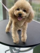 ティーカッププードル【・男の子・2020年10月3日・レッド】