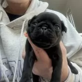 パグ【熊本県・女の子・2024年1月20日・ブラック】の写真2「ポワワ〜ん」