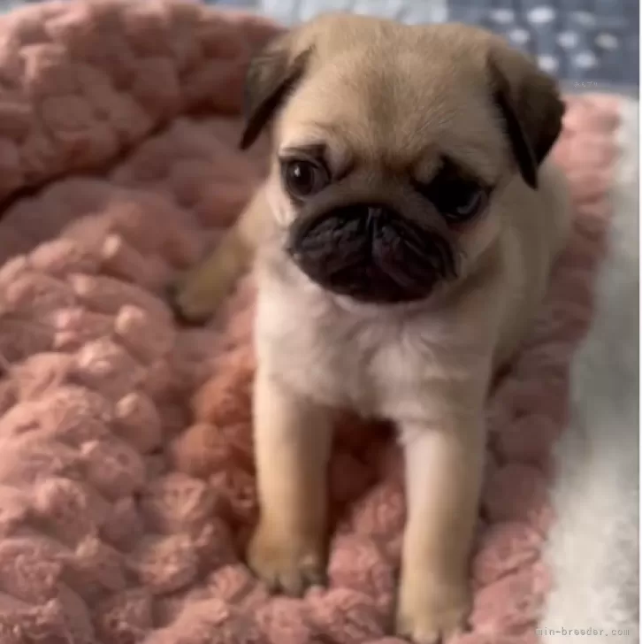 ID：2501-03701の子犬