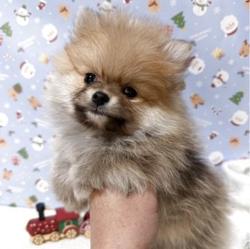 ポメラニアン【愛媛県・男の子・2025年10月3日・オレンジ】の写真「平日お迎えの方割引あります🍀」