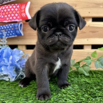 パグ【愛媛県・男の子・2025年2月22日・ブラック】の写真「ご家族様決まりました🌸」
