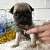 パグ