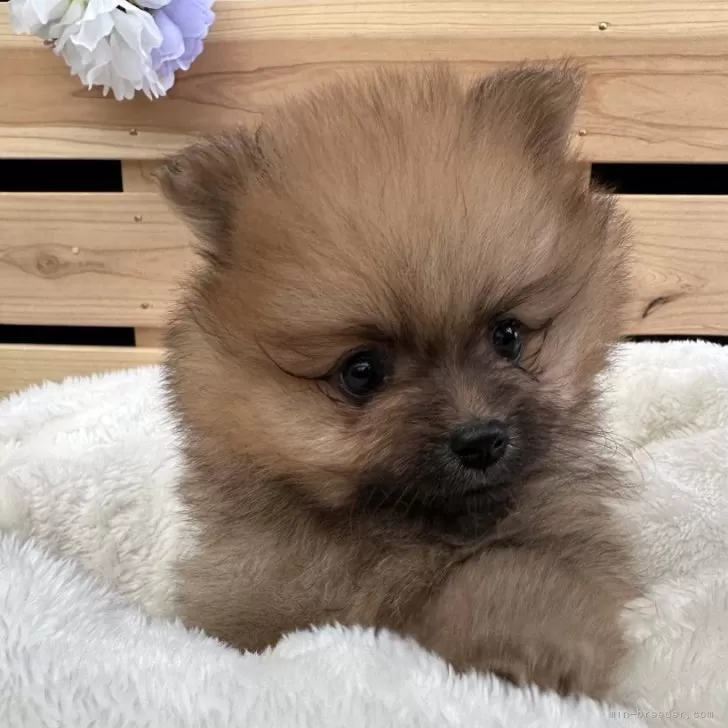 ID:2401-00837の子犬