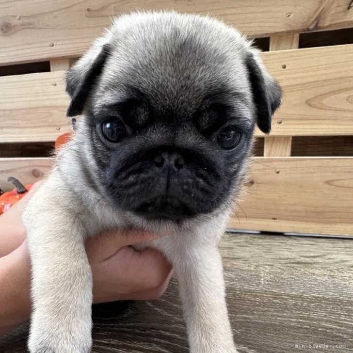 ID:2309-06041の子犬