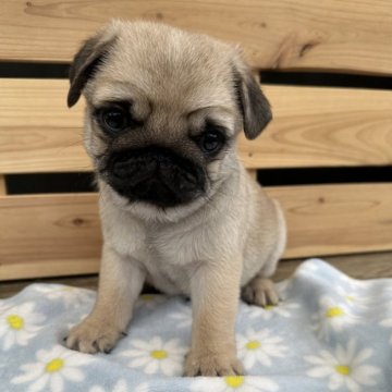 パグ【愛媛県・男の子・2024年3月14日・フォーン】の写真「イケメンくん😁💕」