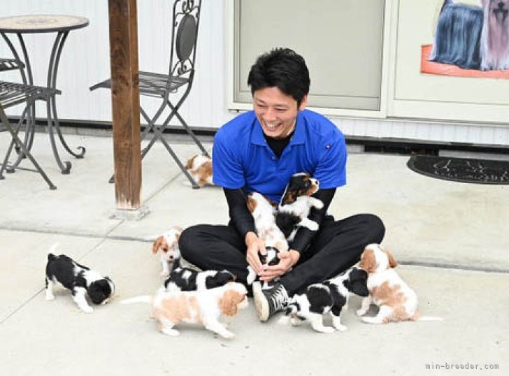 毎日、沢山触れあっています｜坂谷　彰文(さかたに　あきふみ)ブリーダー(広島県・フレンチブルドッグなど・JKC登録)の紹介写真1