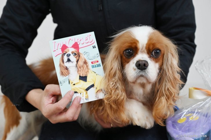 長年続けている血統ばかりです｜坂谷　彰文(さかたに　あきふみ)ブリーダー(広島県・キャバリアなど・JKC登録)の紹介写真8