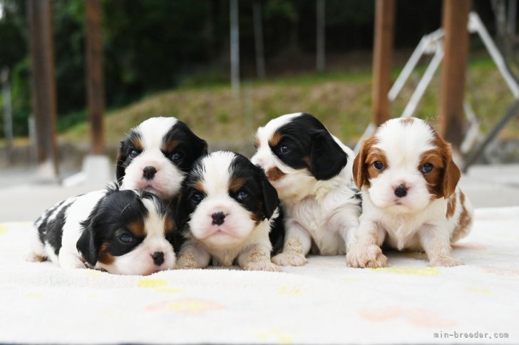 坂谷彰文ブリーダーのブログ：男の子の特徴（性格）