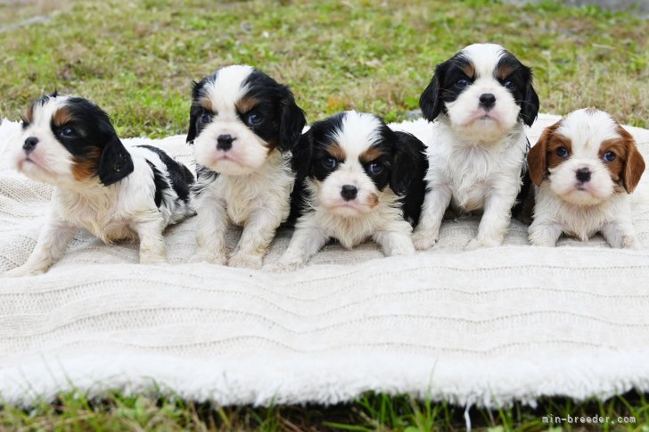 坂谷彰文ブリーダーのブログ：離乳食の練習が始まりました