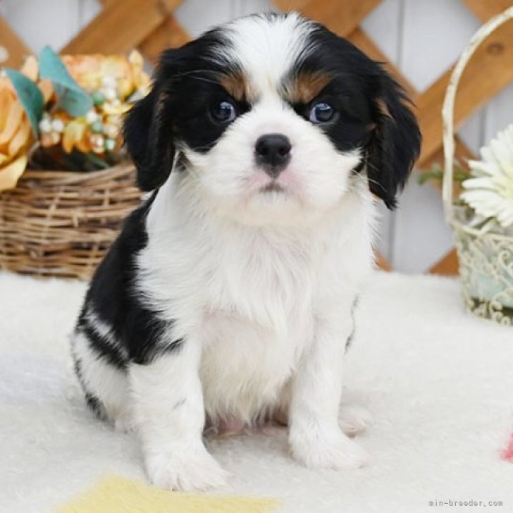 ブリーダー画像