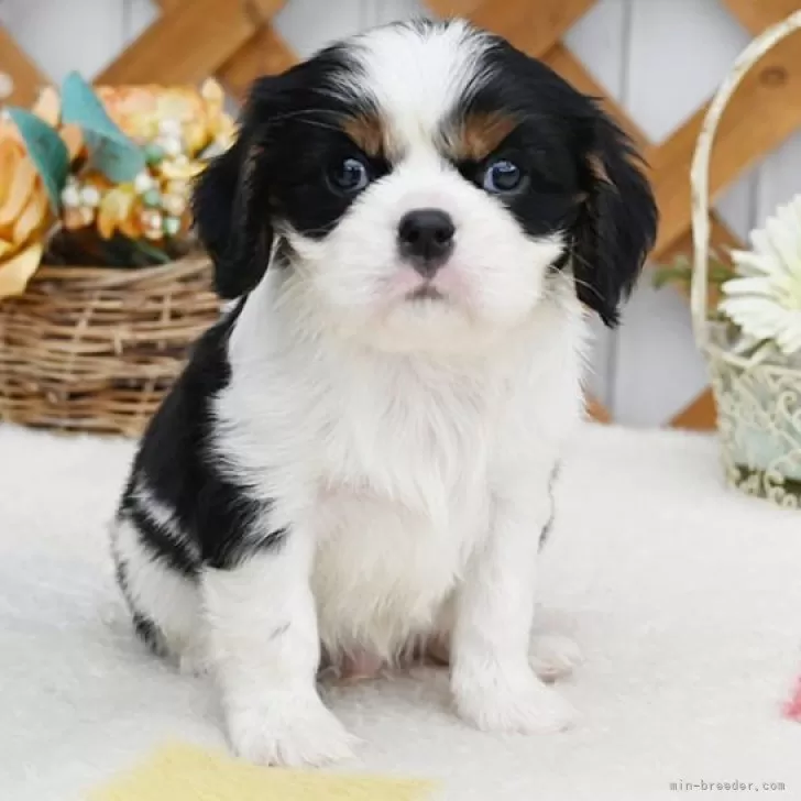 キャバリア【広島県・男の子・2025年10月6日・トライカラー】の写真1