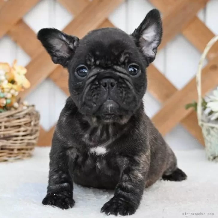 ID:2412-05039の子犬