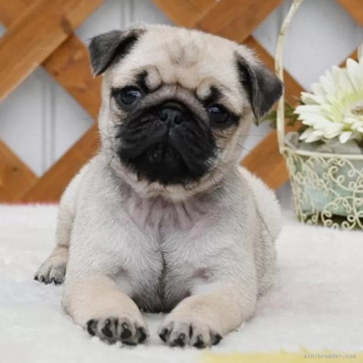 ID:2503-02829の子犬