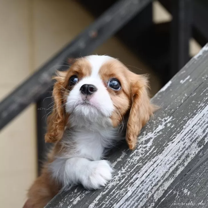 ID：2507-06674の子犬