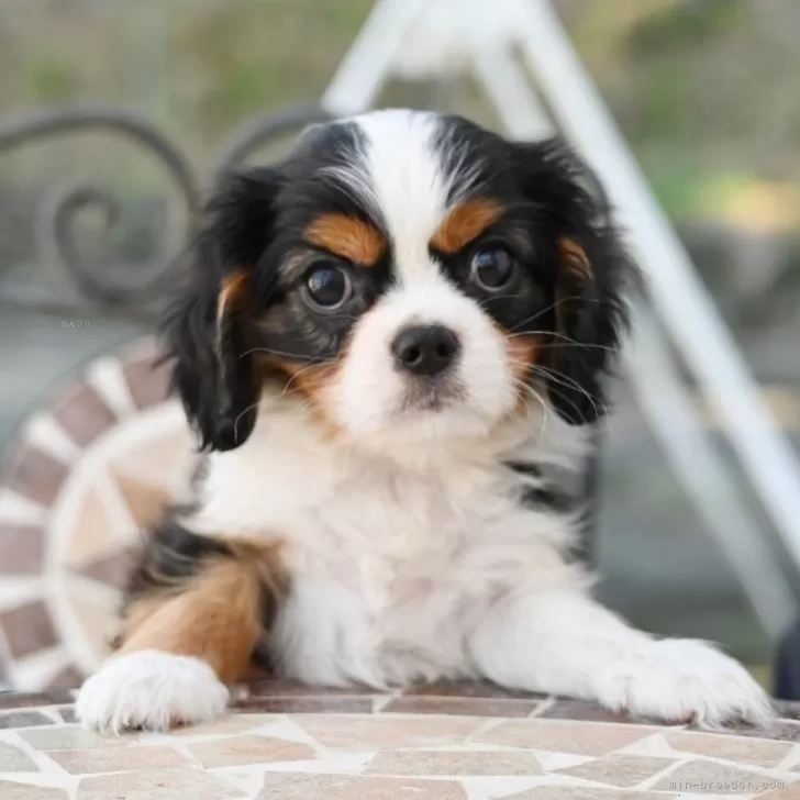 ID:2509-02525の子犬
