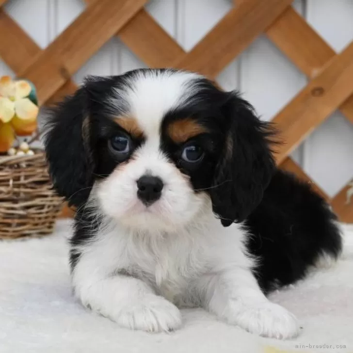 ID:2502-04489の子犬