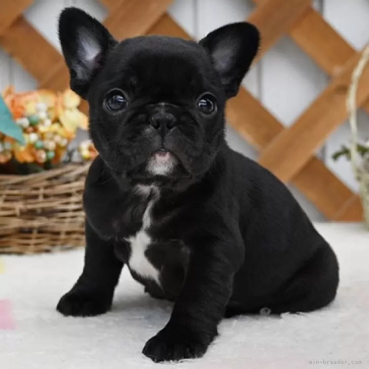 ID:2503-01394の子犬