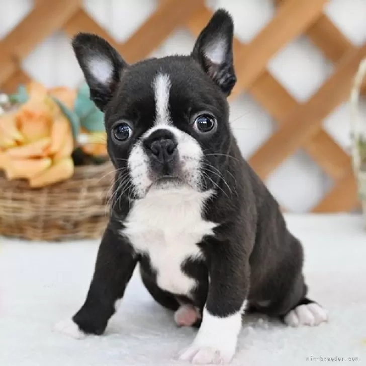 ID:2411-01127の子犬