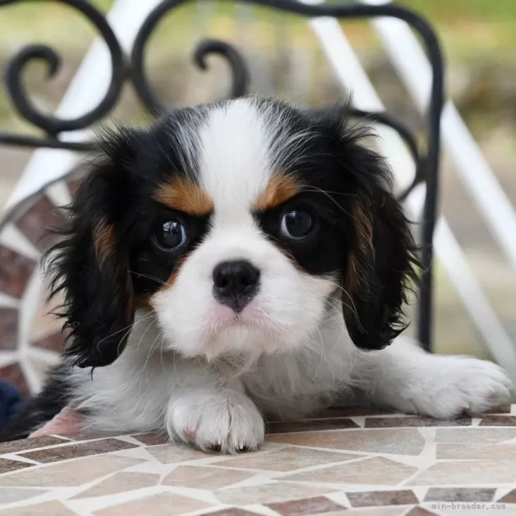 ID:2503-06855の子犬