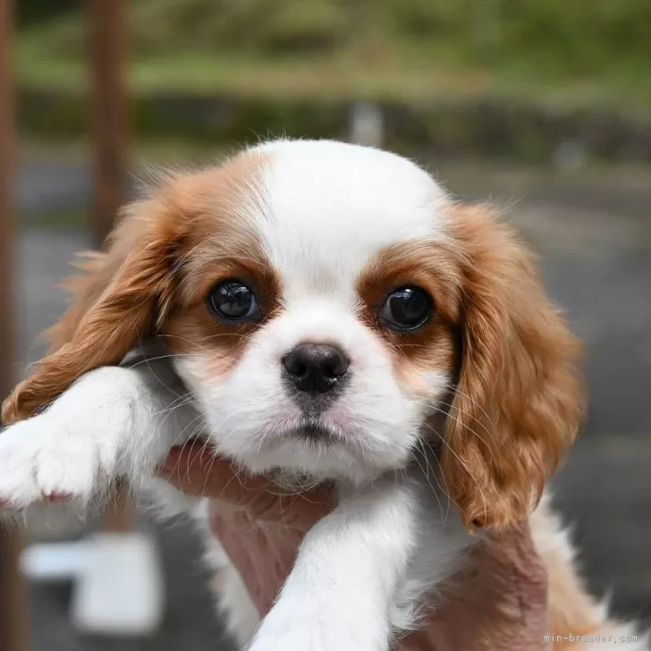 ID：2503-06854の子犬