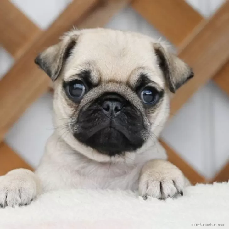 パグ【広島県・女の子・2025年10月6日・フォーン】の写真1