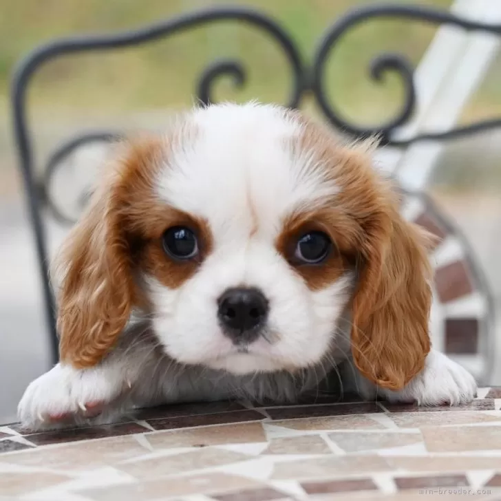 りんご 様のお迎えした子犬