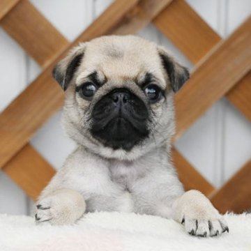 パグ【広島県・女の子・2025年10月6日・フォーン】の写真「とても可愛い女の子です」