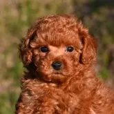 トイプードル(トイ)