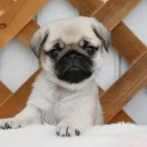 パグ