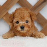 トイプードル(トイ)