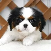 キャバリア【広島県・男の子・2025年10月10日・トライカラー】の写真1