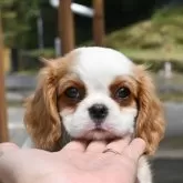 キャバリア【広島県・男の子・2025年2月13日・ブレンハイム】の写真2