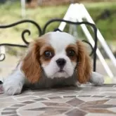 キャバリア【広島県・男の子・2025年2月13日・ブレンハイム】の写真3