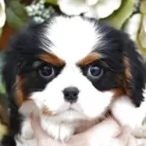 キャバリア【広島県・男の子・2025年10月10日・トライカラー】の写真5