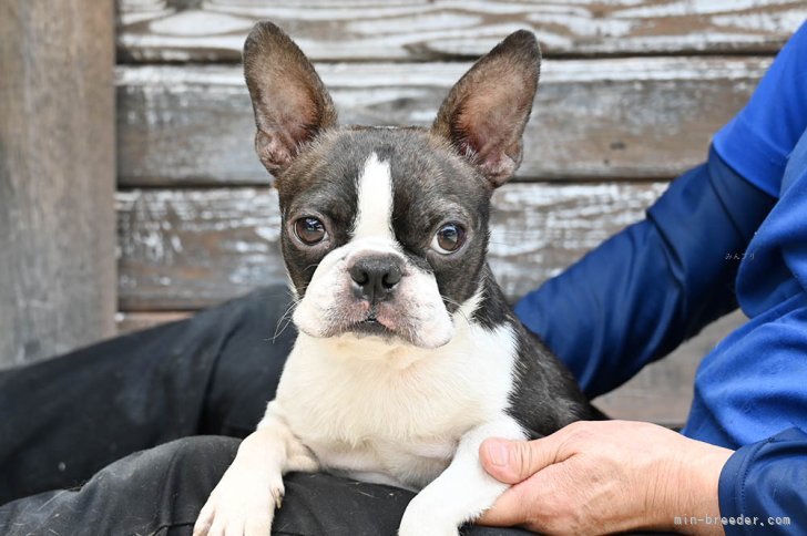 ボストンテリア【・女の子・2024年5月5日・ボストンカラー】