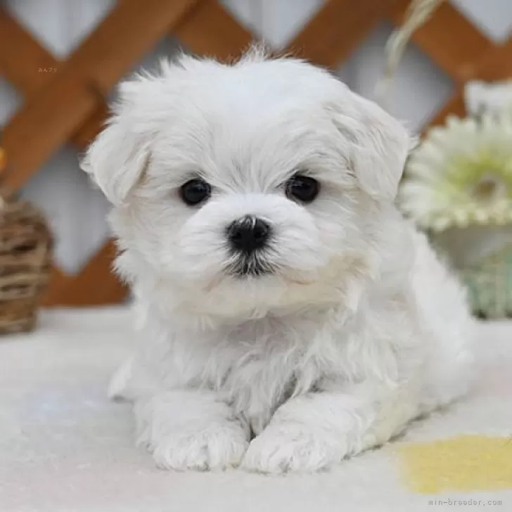 K.I 様のお迎えした子犬