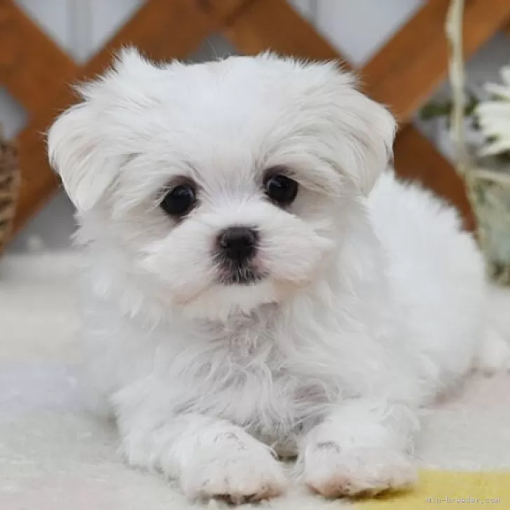 ID:2410-07387の子犬