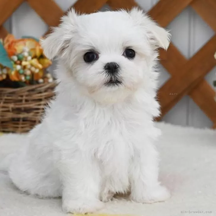 ID：2410-03994の子犬