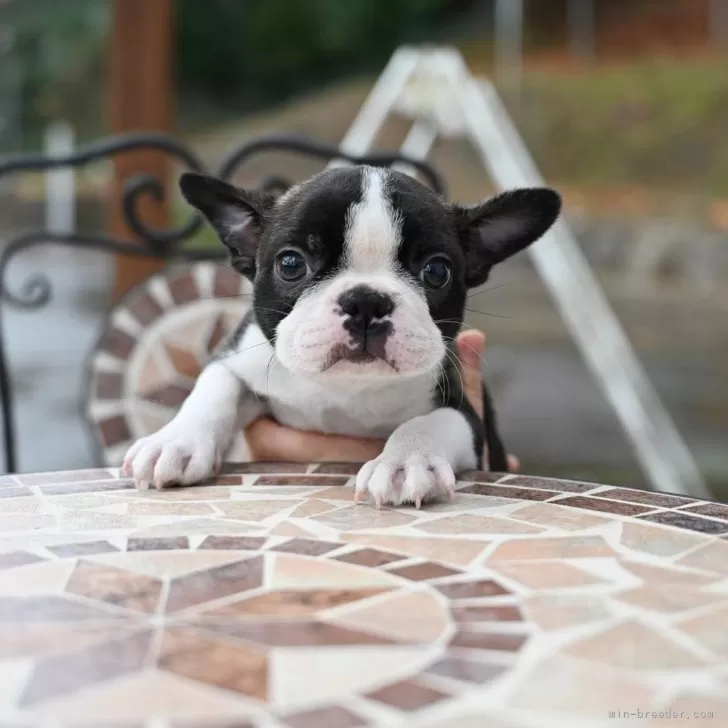 ID:2402-00083の子犬