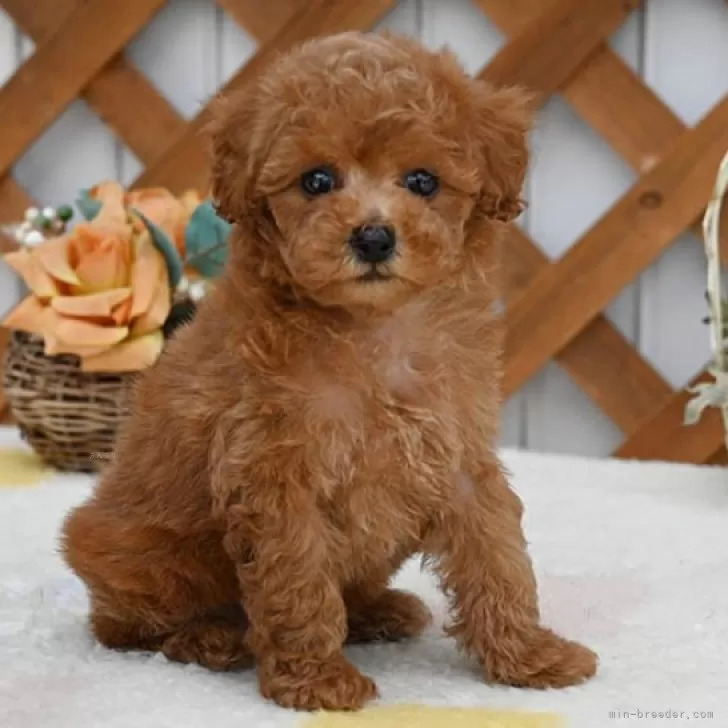 ID:2406-02617の子犬