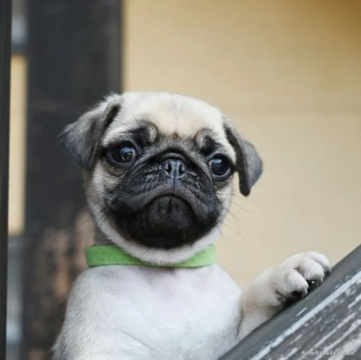 ID：2309-05436の子犬