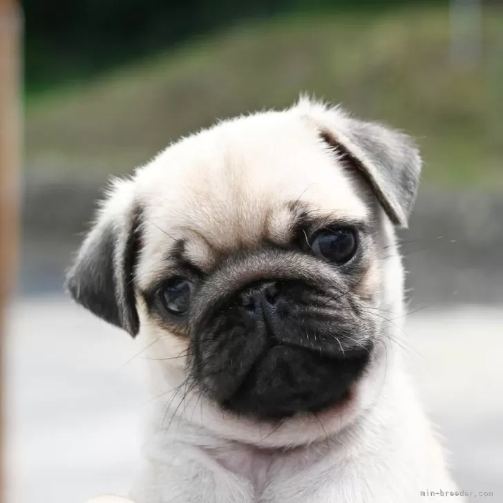 ID:2407-06201の子犬