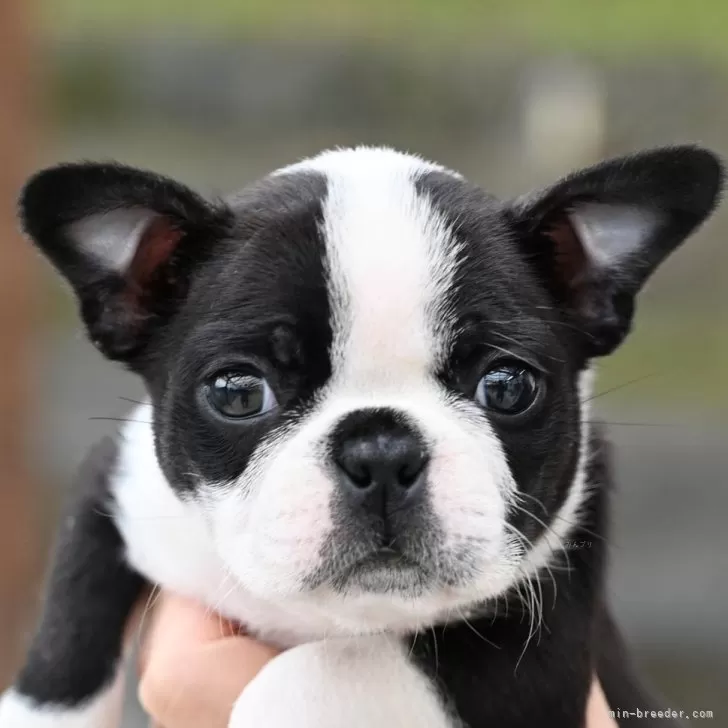 ID：2406-04921の子犬