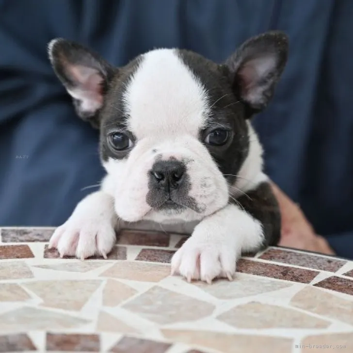 ID:2310-01025の子犬