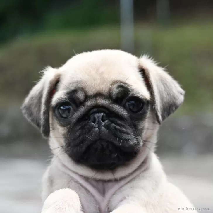 ID:2407-04292の子犬