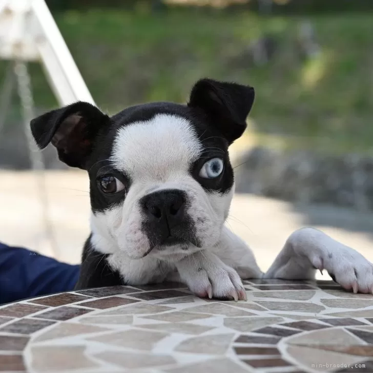 ID：2406-03049の子犬