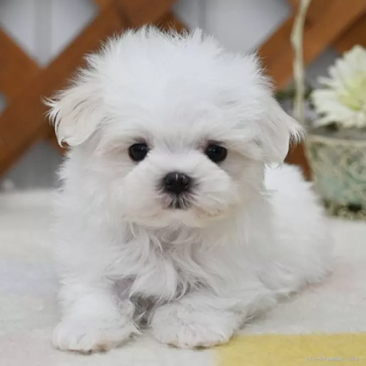 ID:2410-07386の子犬